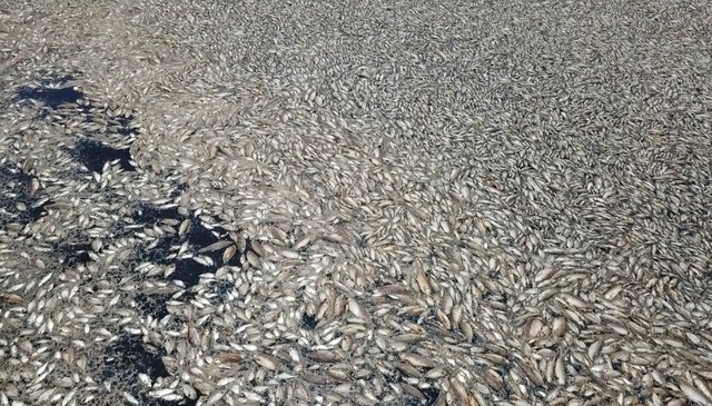 Đồng Nai: Cá chết nổi trắng hồ thủy lợi Sông Mây- Ảnh 3.