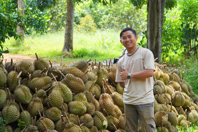 Mùa thu hoạch sầu riêng đầu tiên của anh Lư