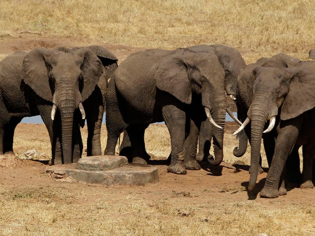 Tổng thống Botswana muốn đưa 20.000 con voi đến Đức- Ảnh 1.