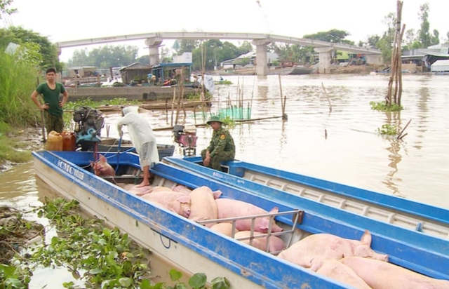 Giá thịt heo VN cao nhất châu Á- Ảnh 2.