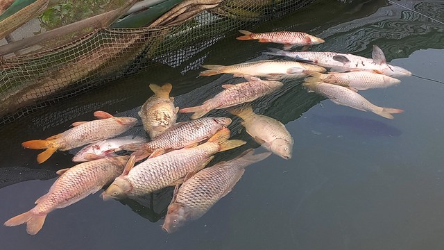 Cá nuôi lồng của gia đình ông Đỗ Văn Nhạ chết nổi trên mặt nước