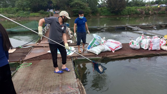 Bình thường, gia đình ông Đỗ Văn Nhạ thuê 3 nhân công chăm nuôi cá. Tuy nhiên, những ngày gần đây, do cá chết nhiều, nên cao điểm có đến 100 người tham gia hỗ trợ gia đình ông thu vớt, vận chuyển cá.