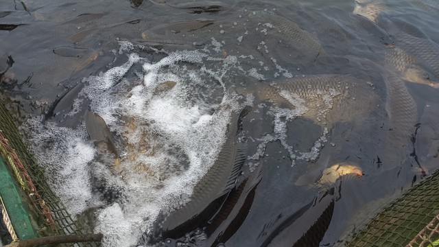 Những con cá chép đang tận dụng nguồn ô xy do máy tạo ra để cố duy trì sự sống