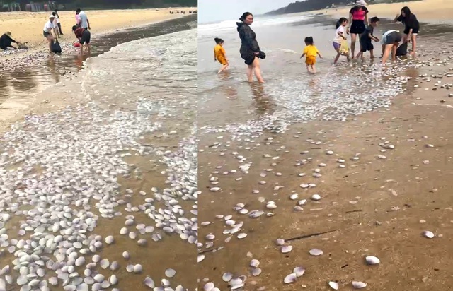 Hàng tấn sò tím sóng đánh dạt vào bờ biển Hà Tĩnh- Ảnh 1.