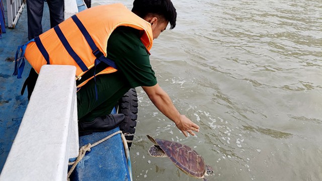 Kiên Giang: Người thu mua hải sản giao nộp rùa biển nặng 8 kg- Ảnh 2.