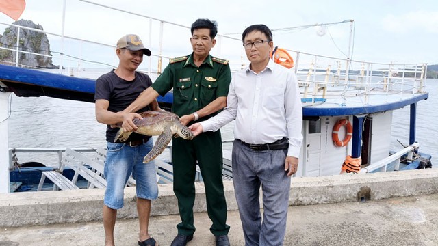 Kiên Giang: Người thu mua hải sản giao nộp rùa biển nặng 8 kg- Ảnh 1.