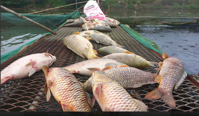 Cá nuôi lồng bè chết hàng loạt trên sông ở Hải Dương trong những ngày vừa qua