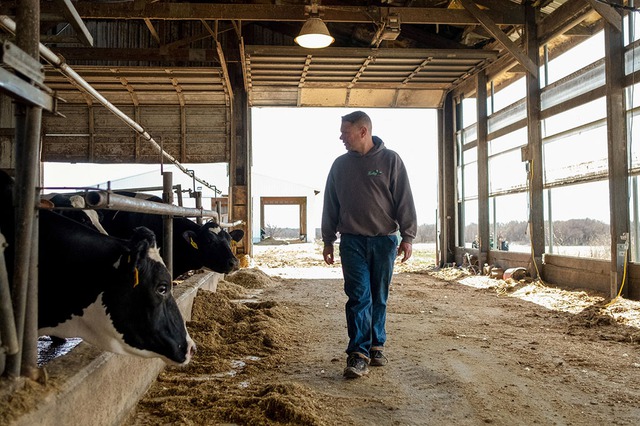 Một trang trại bò sữa ở TP.Rockford thuộc bang Illinois (Mỹ)