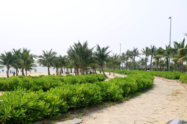 Cây phong ba được trồng thành hàng 3 xen hàng dừa trên bãi cát