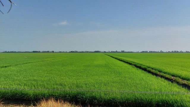 Mô hình sản xuất lúa theo hướng hữu cơ kết hợp nuôi thả sếu tự nhiên tại VQG Tràm Chim đã đem lại những tín hiệu vui