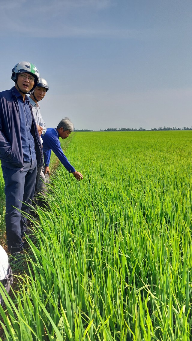 Thạc sĩ Lâm Trọng Nghĩa (đứng đầu) luôn sát cánh cùng nông dân trồng lúa kết hợp bảo tồn sếu đầu đỏ