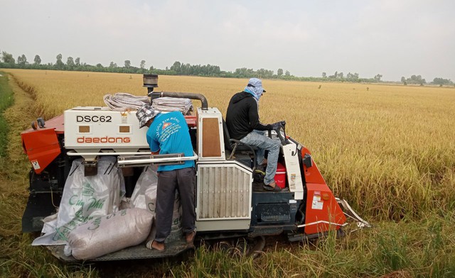Mùa vụ cho năng suất cao trên cánh đồng lúa theo mô hình “lúa - sếu” ở H.Tam Nông, tỉnh Đồng Tháp