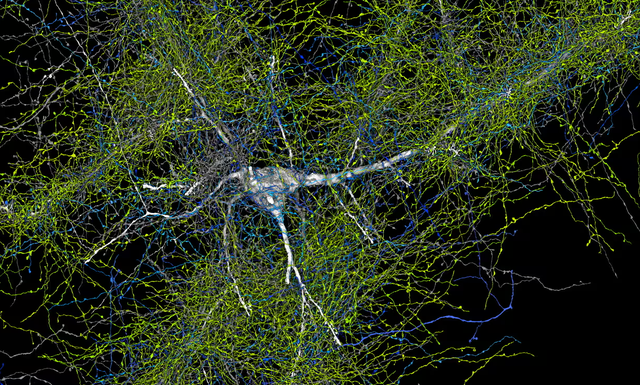 Thuật toán máy học cho phép lần theo đường truyền của tế bào thần kinh và những tế bào khác