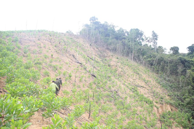 Nhiều hộ dân phá rừng phòng hộ Ban quản lý rừng phòng hộ lưu vực sông Bến Hải để trồng keo