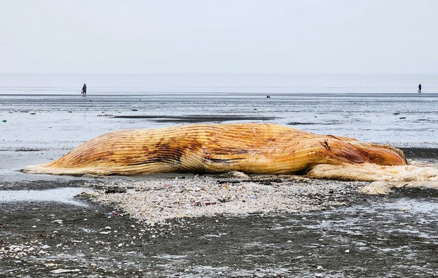 Xác cá voi dài 9m trôi dạt vào bờ biển Nghệ An- Ảnh 1.