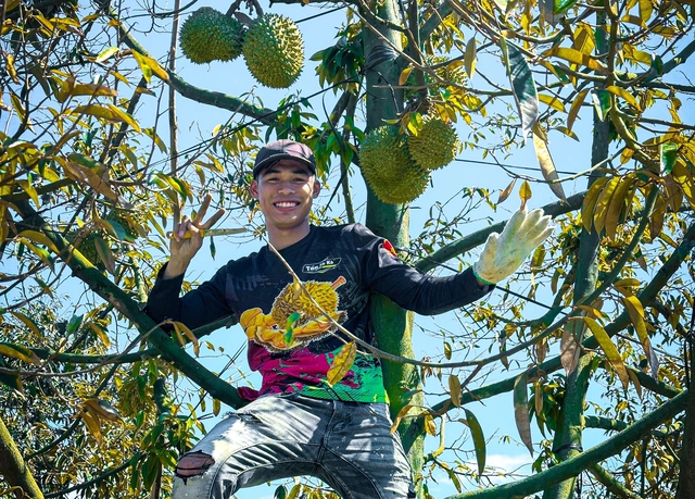 Tấn đã có kinh nghiệm 7 năm làm công việc thu hoạch trái sầu riêng