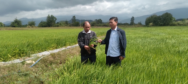 Nông dân Võ Diễn (phải) đi thăm ruộng lúa ST25 hợp tác với HTX Thăng Bình