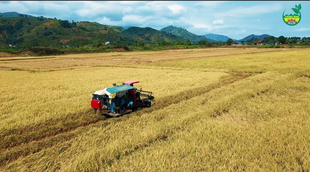 Mùa lúa ST25 trên cánh đồng thuộc xã Cư Kty bội thu