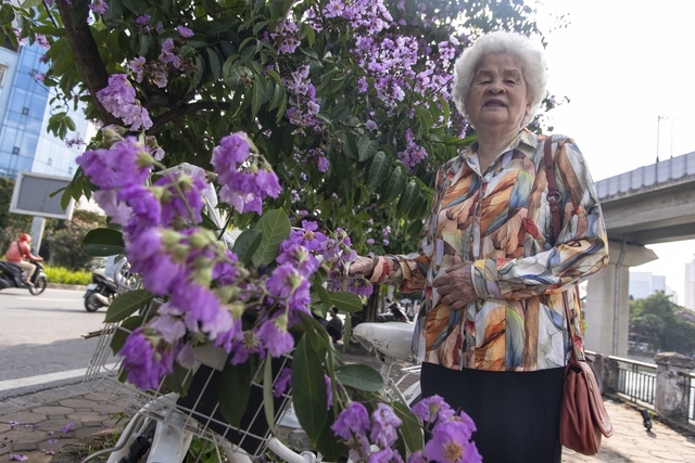 Bà Nguyễn Thị Nguyệt (85 tuổi, Hoàng Cầu, Hà Nội) năm nào cũng tới đây chụp ảnh lưu niệm khi mùa bằng lăng nở. Với bà, hoa bằng lăng không chỉ là niềm vui của những ngày hè, mà còn là để gợi nhớ về kỷ niệm của những mùa hè ở quá khứ