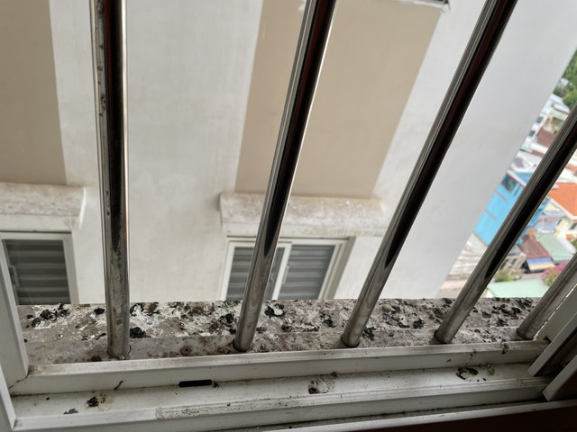 Phân chim bồ câu trên cửa sổ nhà người dân tại chung cư TDH Trường Thọ