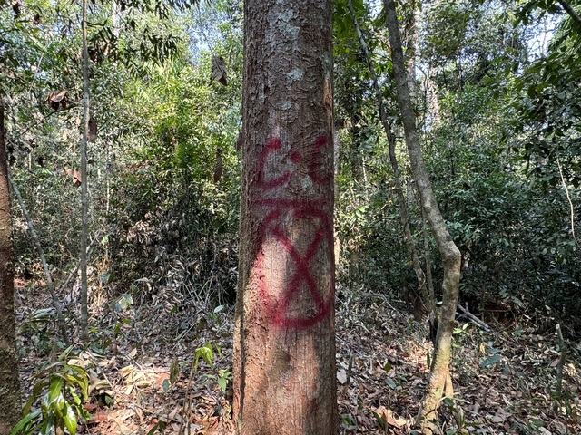 Dấu sơn được in lên thân cây ươi làm ký hiệu