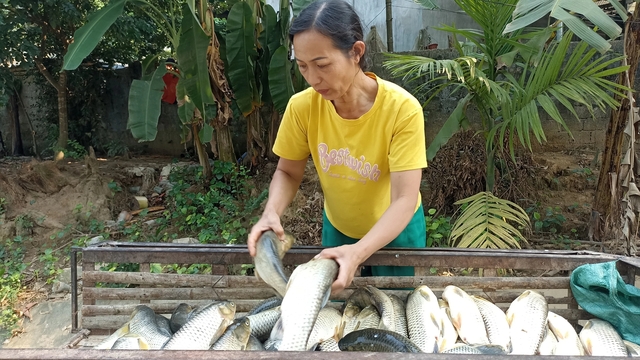 Hơn 14 tấn cá lồng của người dân các huyện Bá Thước, Cẩm Thủy bị chết do nước sông Mã ô nhiễm nghiêm trọng