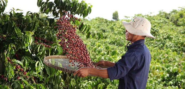 Chương trình toàn cầu NESCAFÉ Plan được Tập đoàn Nestlé triển khai từ năm 2010 tại các quốc gia thuộc các khu vực trồng cà phê trọng điểm trên thế giới nhằm mục tiêu mang lại những giá trị bền vững cho người nông dân, cho cộng đồng và hành tinh