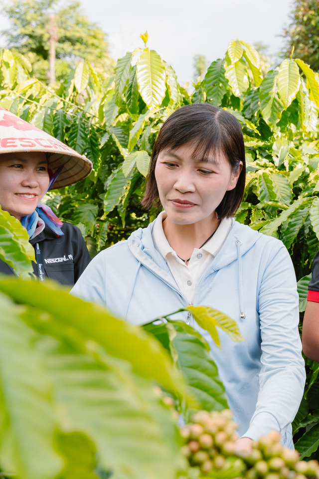 Tham gia chương trình NESCAFÉ Plan từ năm 2015, chị Mai Thị Nhung được hỗ trợ, tập huấn, thực hành nông nghiệp tái sinh