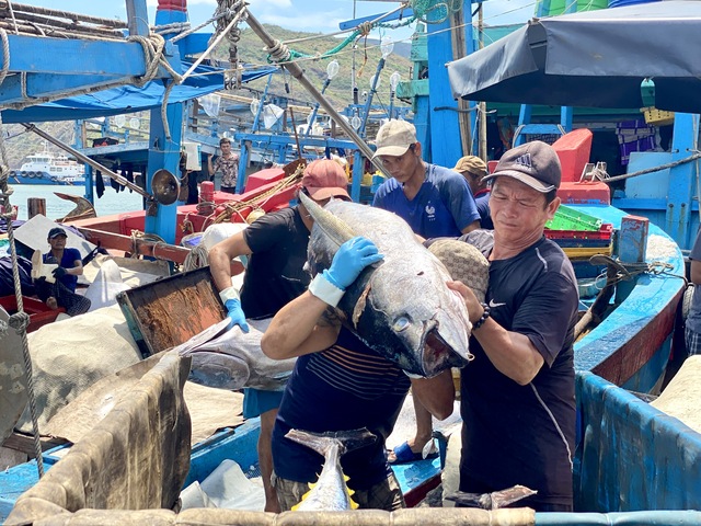 Ngư dân Bình Định đánh bắt cá ngừ đại dương xa bờ vừa cập bến