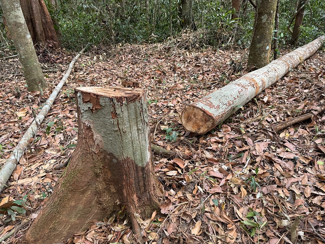 Cây ươi nằm la liệt trong cánh rừng phòng hộ Bù Đăng