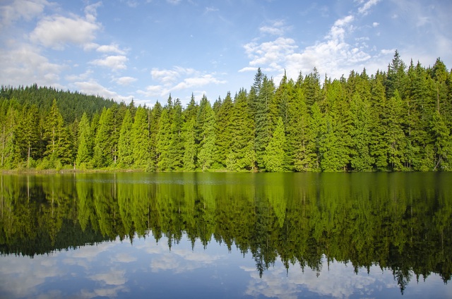 Ưu điểm về nguồn gốc và chất lượng giúp gỗ mềm Canada được ưa chuộng tại VN- Ảnh 1.