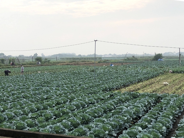 Cánh đồng rau xanh trong vùng sản xuất rau an toàn xã Văn Đức