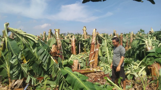 Hộ anh Nguyễn Văn Thái (xã Thanh Bình) đang thất thần trước vườn chuối sắp thu hoạch bị đổ rạp không thể thu hoạch được, thiệt hại gần 1 tỉ đồng