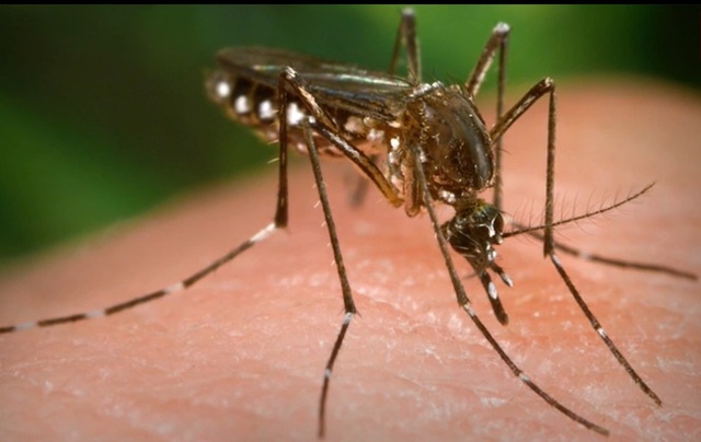 Một con muỗi Aedes aegypti cái