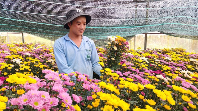 Nông dân làng hoa Thái Phiên thu hoạch hoa cúc