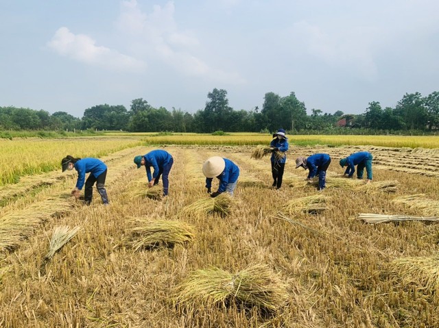 Lực lượng thanh niên tình nguyện giúp người dân H.Hương Khê (Hà Tĩnh) thu hoạch lúa