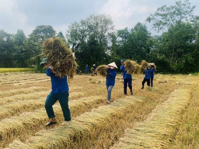 Thanh niên tình nguyện giúp dân thu hoạch lúa- Ảnh 2.