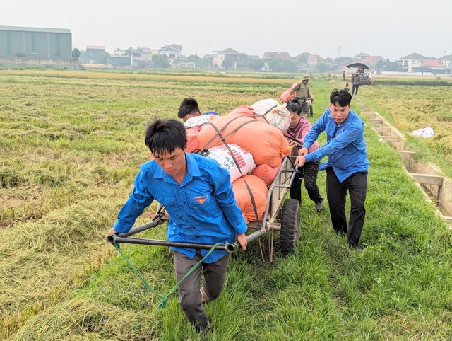 Đoàn thanh niên xã Thạch Châu ra đồng giúp người dân chở lúa về nhà