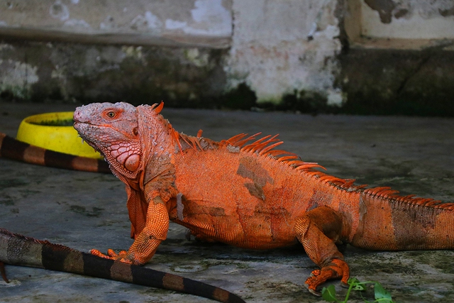 Rồng Nam Mỹ Iguana đời đầu được ông Nam mua về để chăm sóc, lai tạo