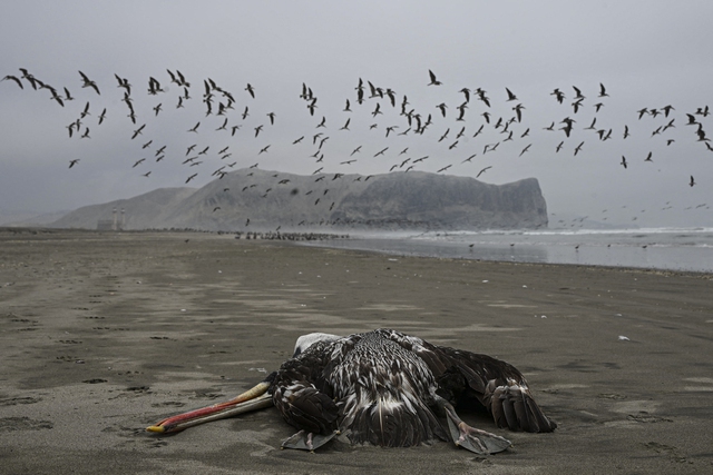 Một con bồ nông chết nghi vì H5N1, trên bờ biển Lima hồi năm 2022