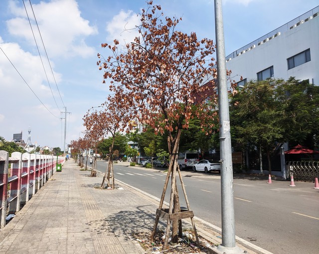 Nhiều cây xanh bị chết khô trên đường Lương Ngọc Quyến, P.5, Q.Gò Vấp