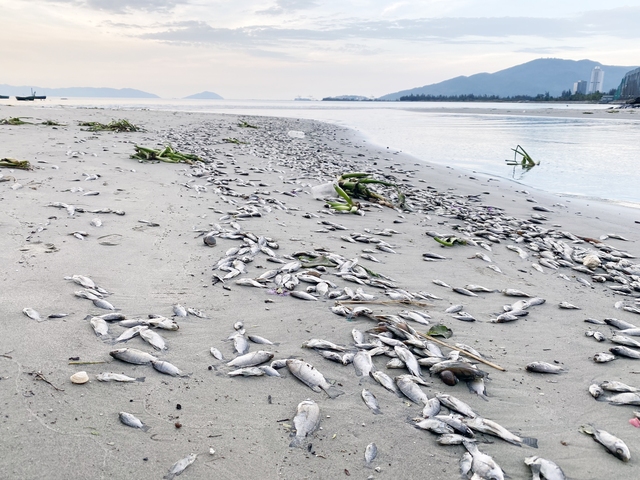 Vịnh Đà Nẵng xuất hiện nhiều xác cá