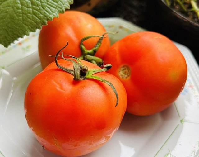 Bác sĩ chỉ ra những lợi ích tuyệt vời của cà chua- Ảnh 1.