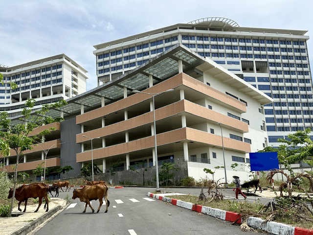Người dân thả bò trong khuôn viên bệnh viện