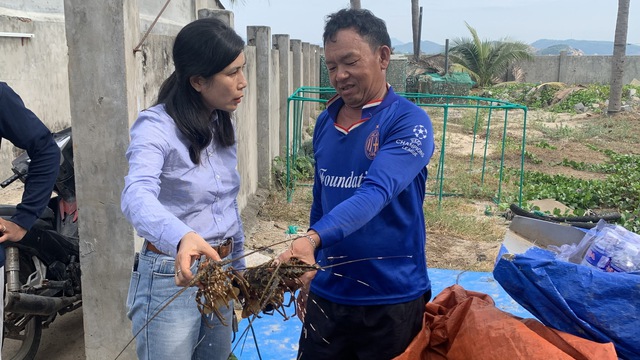 Hơn 7.000 con tôm hùm của ngư dân Lê Văn Cư chết sạch trong 1 đêm