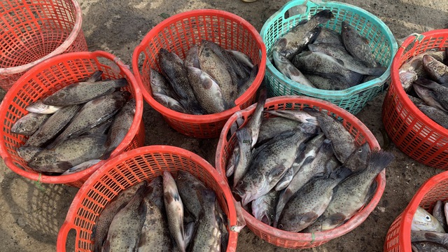 Phú Yên: Tôm cá nuôi chết hàng loạt, ngư dân lao đao- Ảnh 1.