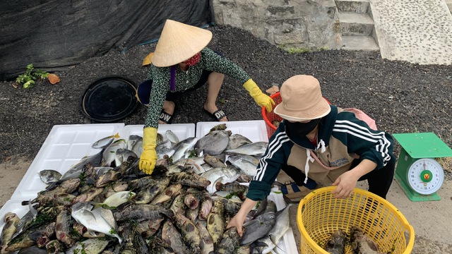 Cá mú, cá bớp, cá chim, cá dìa cũng chết hàng loạt