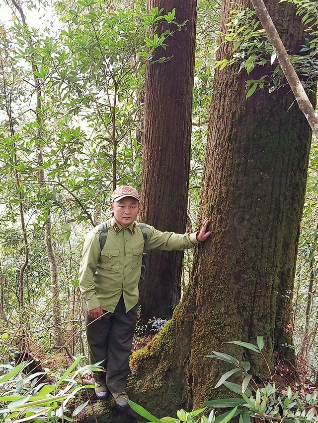 Mù Cang Chải bảo vệ rừng pơ mu đại thụ- Ảnh 1.