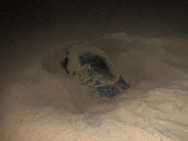 Rùa biển vào bãi biển Nhơn Hải đẻ trứng