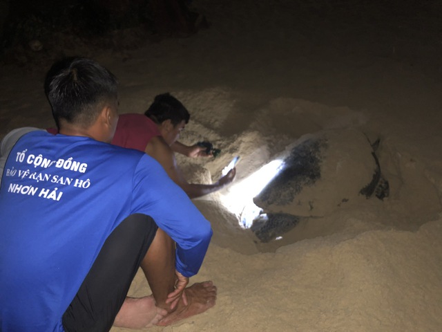 Lực lượng chức năng kiểm tra, hỗ trợ cho rùa biển đẻ trứng